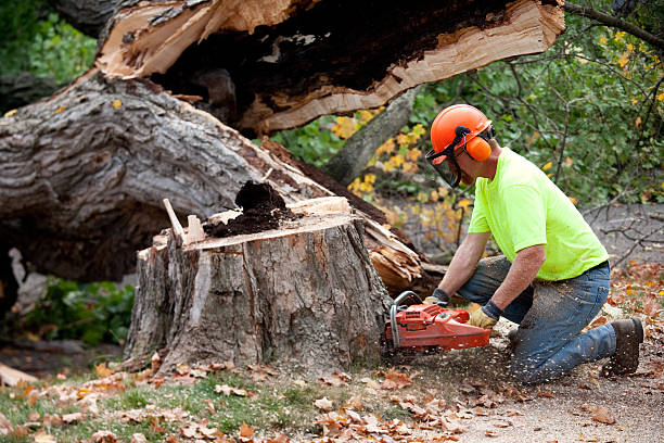 Best Tree Clearing Services  in Jenks, OK